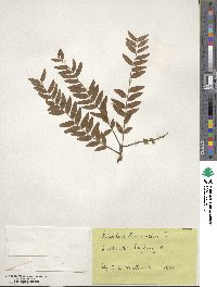 Gleditsia triacanthos image