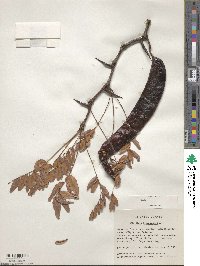 Gleditsia triacanthos image