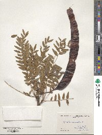 Gleditsia triacanthos image