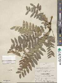 Gleditsia triacanthos image