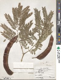 Gleditsia triacanthos image