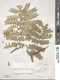 Gleditsia triacanthos image