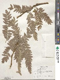 Gleditsia triacanthos image