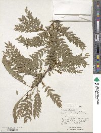 Gleditsia triacanthos image