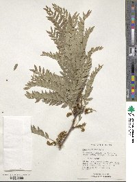 Gleditsia triacanthos image