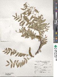 Gleditsia triacanthos image