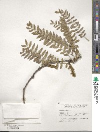 Gleditsia triacanthos image