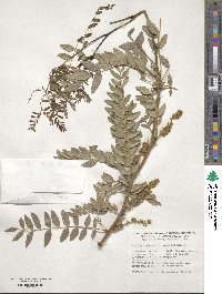 Gleditsia triacanthos image