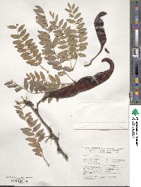 Gleditsia triacanthos image