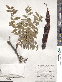 Gleditsia triacanthos image