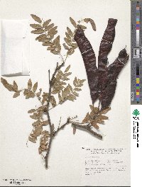 Gleditsia triacanthos image