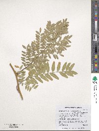 Gleditsia triacanthos image