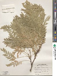 Gleditsia triacanthos image