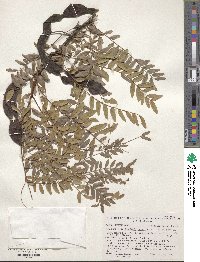 Gleditsia triacanthos var. inermis image