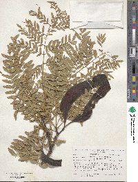 Gleditsia triacanthos image