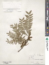 Gleditsia triacanthos var. inermis image