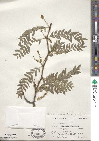 Gleditsia triacanthos image