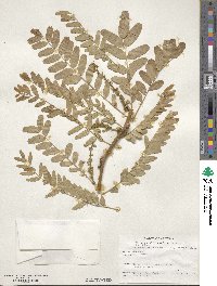 Gleditsia triacanthos image