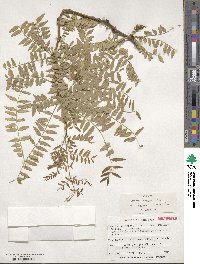 Gleditsia triacanthos var. inermis image