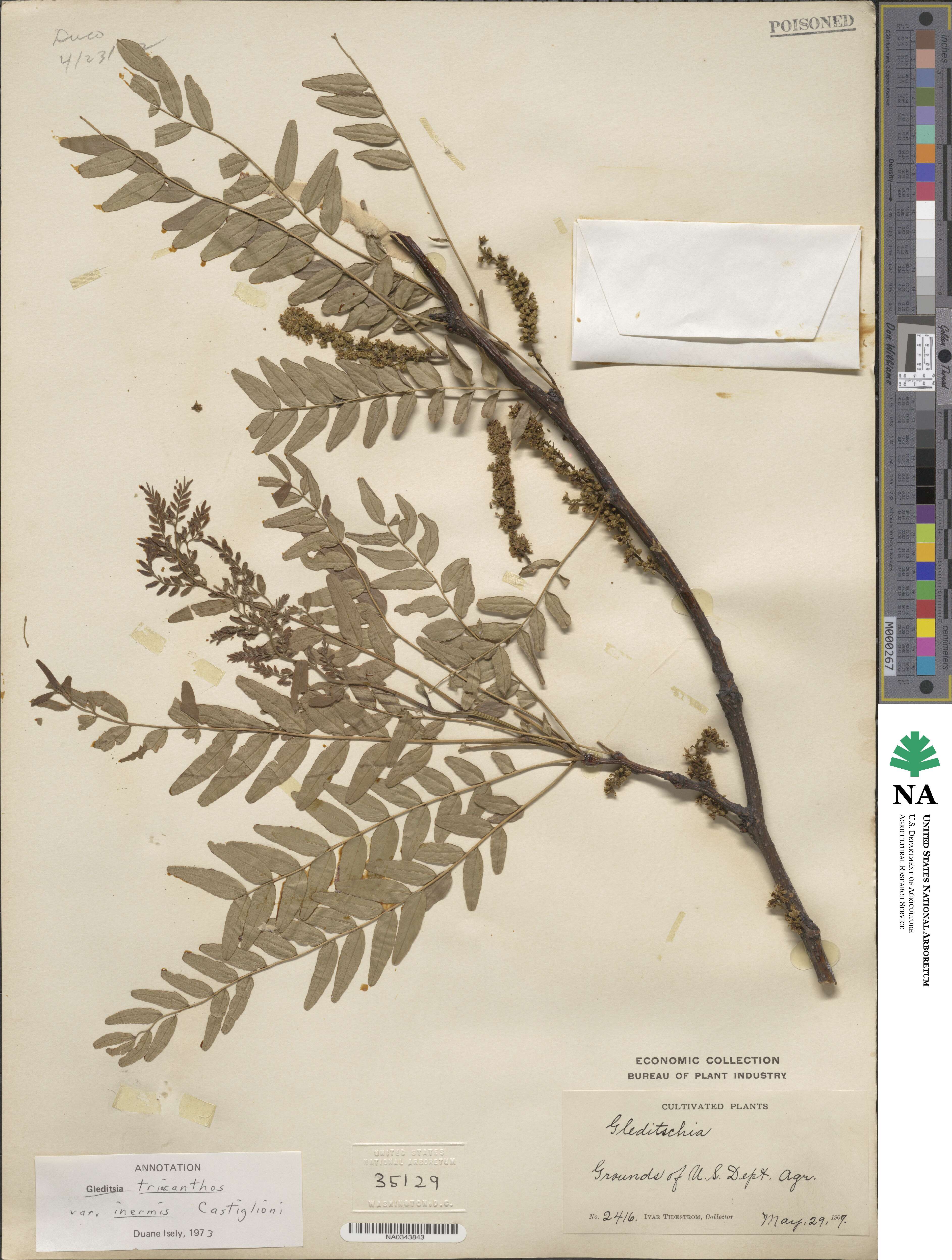 Gleditsia triacanthos var. inermis image