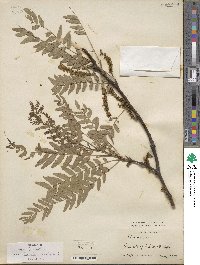 Gleditsia triacanthos var. inermis image