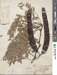 Gleditsia triacanthos image