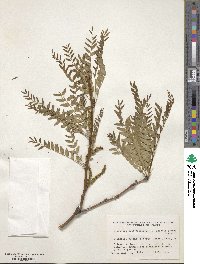 Gleditsia triacanthos var. inermis image