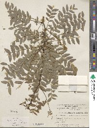 Gleditsia triacanthos image