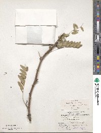 Gleditsia triacanthos var. inermis image