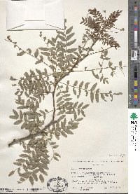 Gleditsia triacanthos var. inermis image