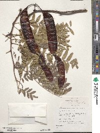 Gleditsia triacanthos image