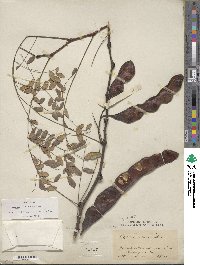 Gleditsia triacanthos image