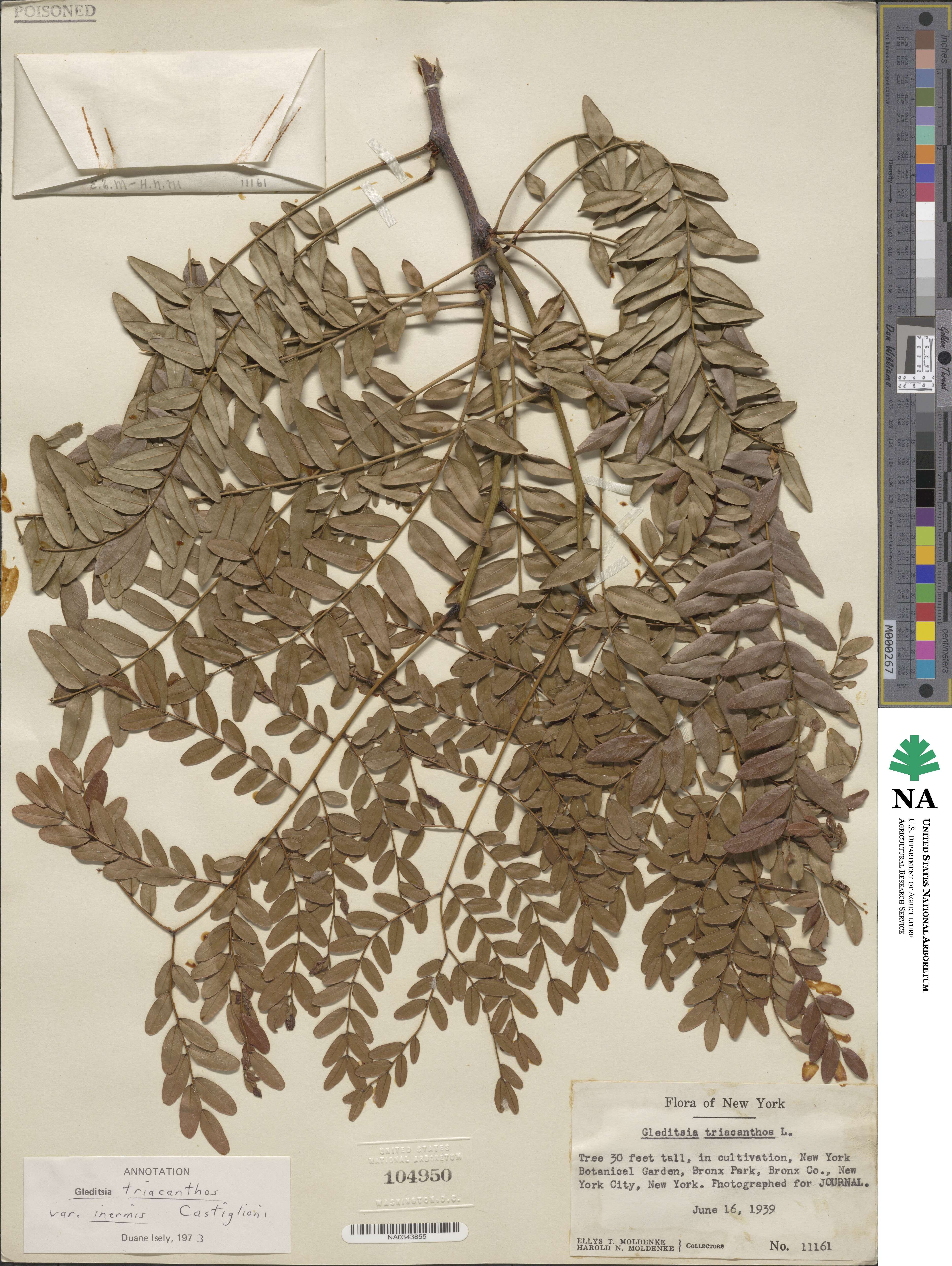 Gleditsia triacanthos var. inermis image