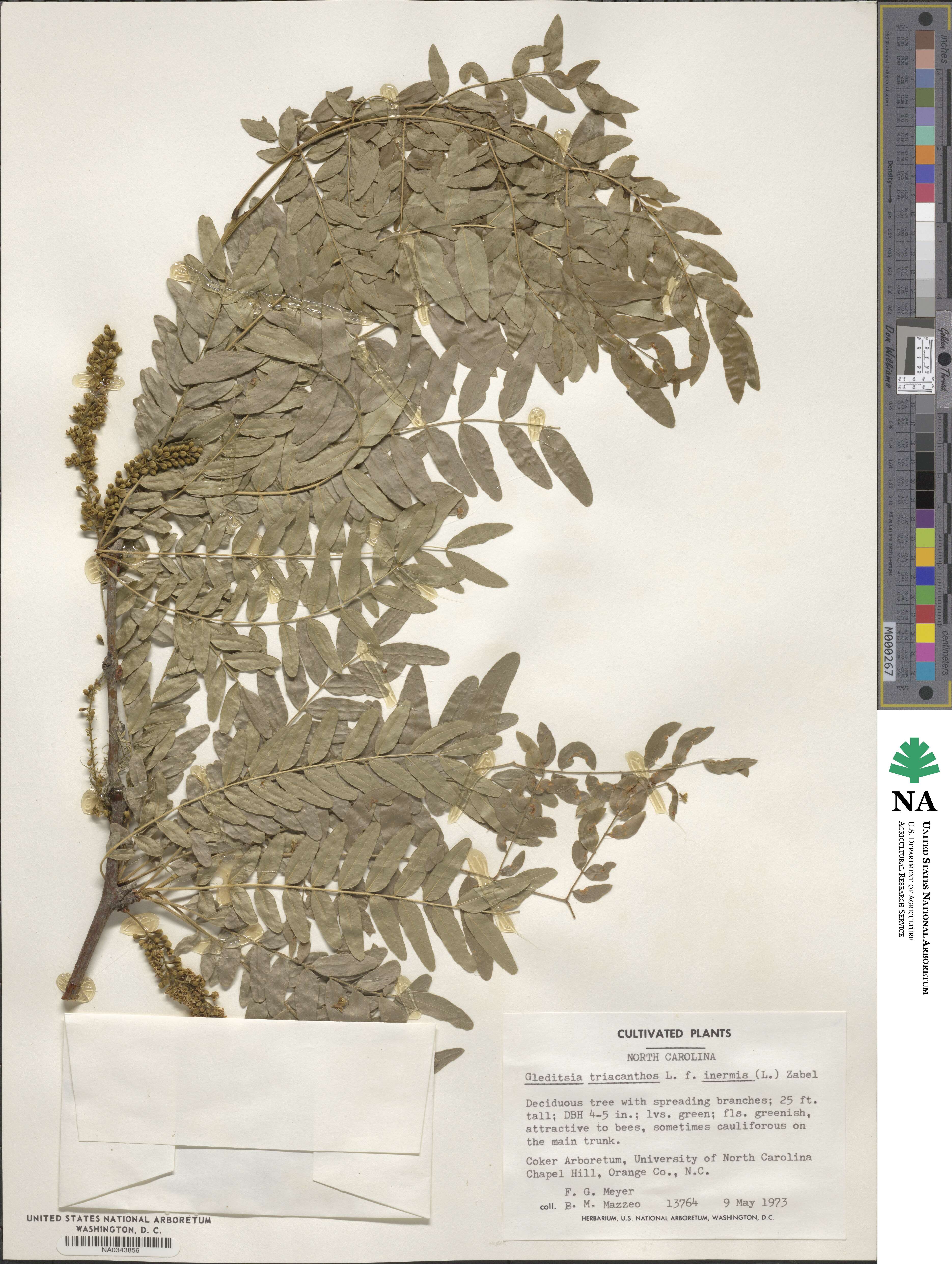 Gleditsia triacanthos var. inermis image