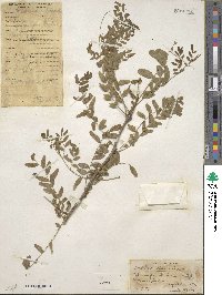 Gleditsia triacanthos image