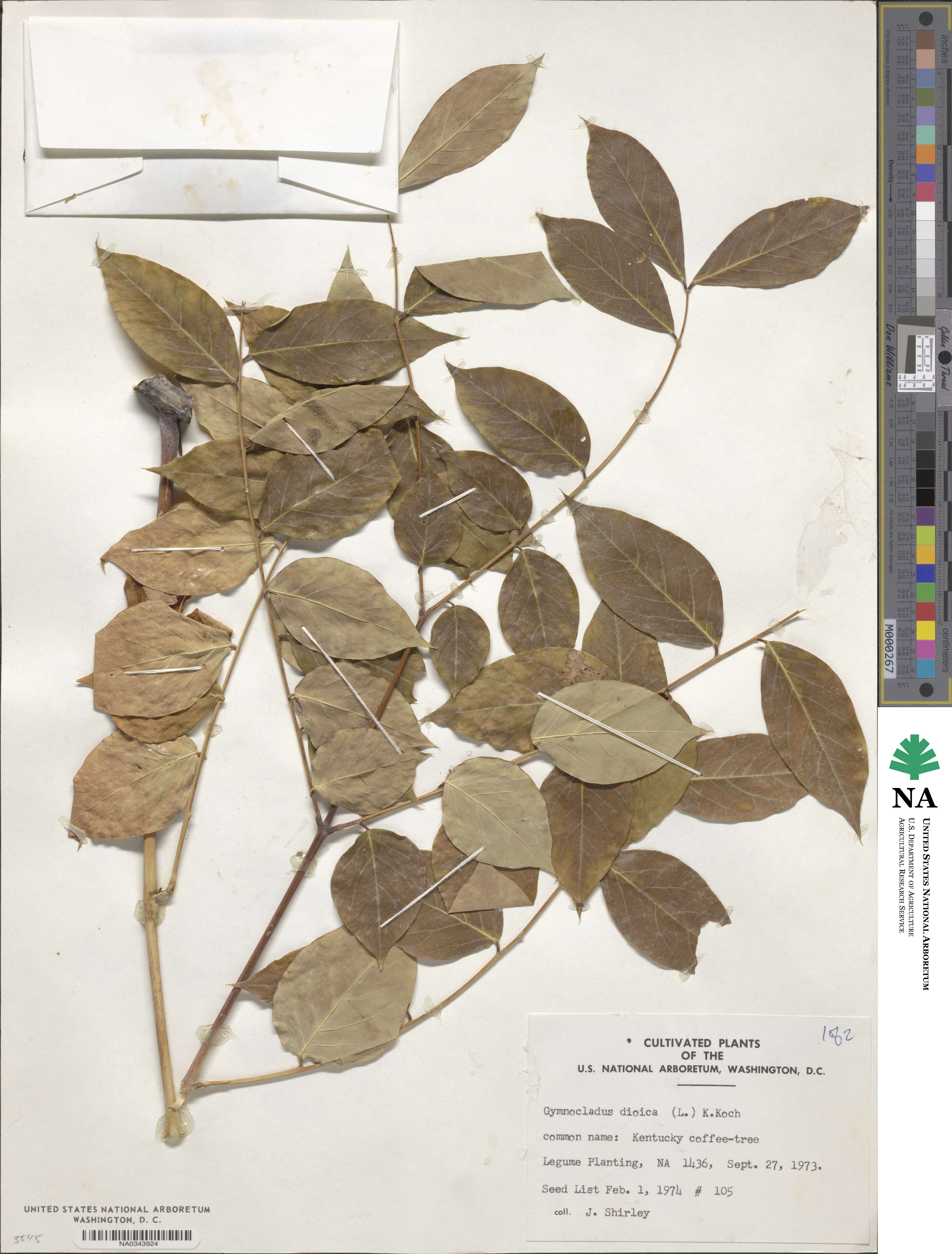 Gymnocladus image