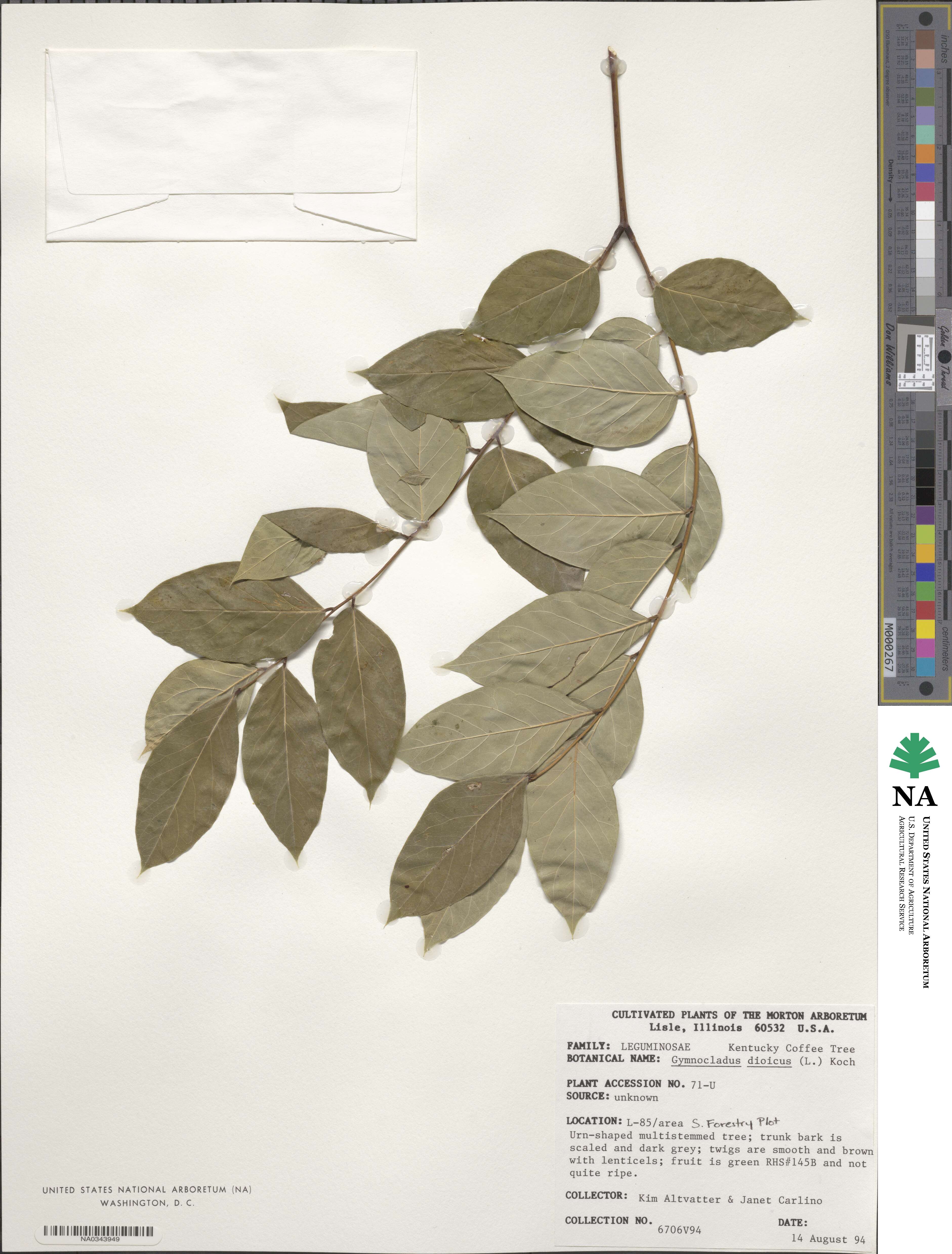 Gymnocladus image