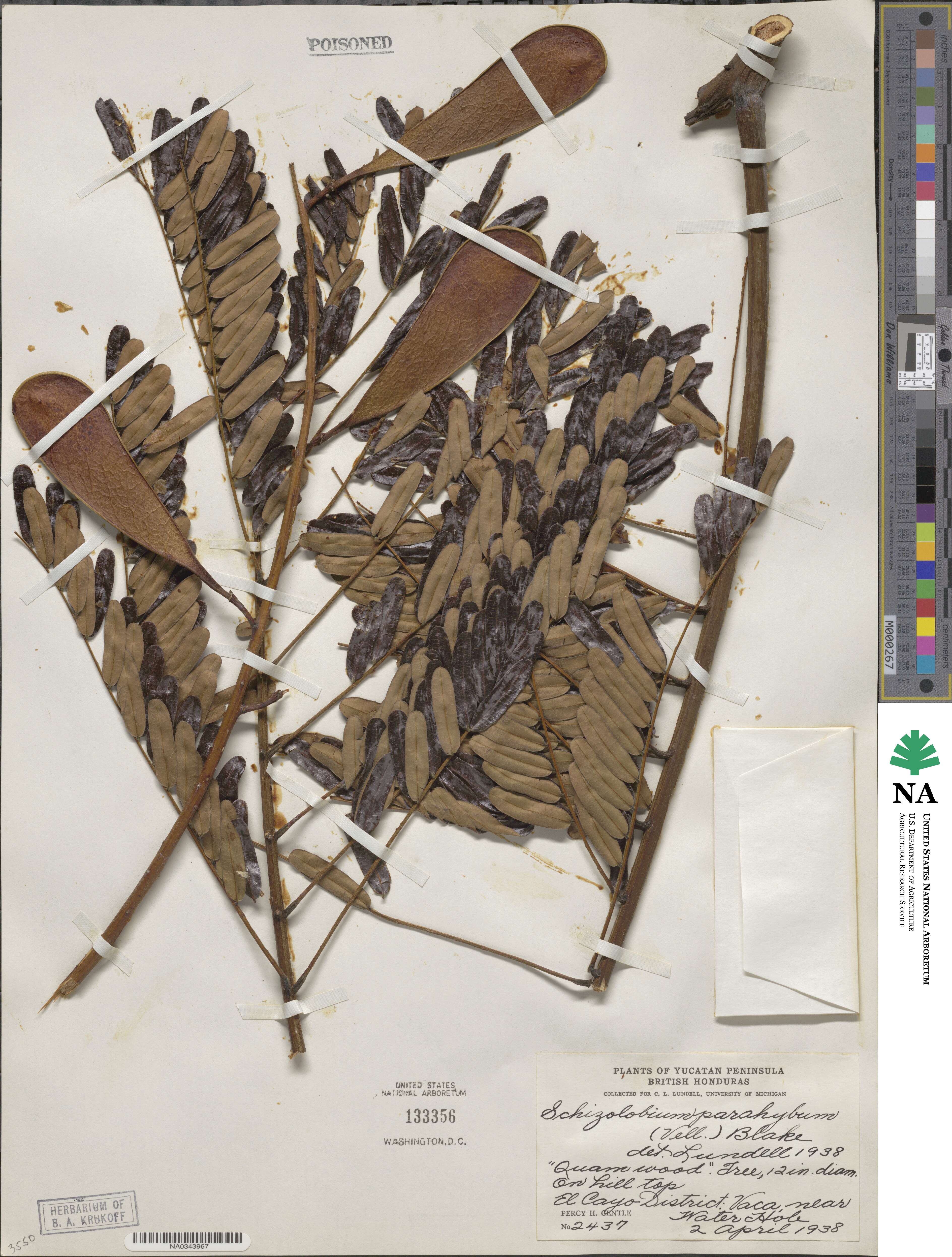 Schizolobium image