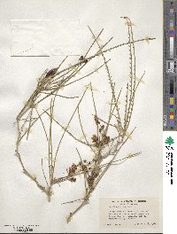 Parkinsonia aculeata image