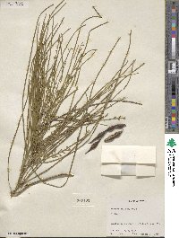 Parkinsonia aculeata image