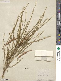 Parkinsonia aculeata image