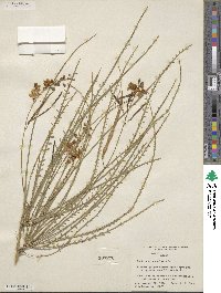 Parkinsonia aculeata image