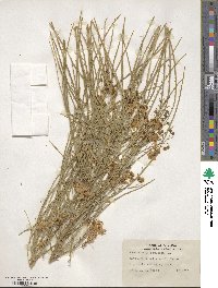 Parkinsonia aculeata image