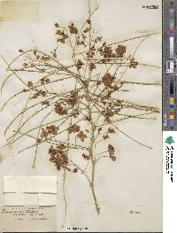 Parkinsonia aculeata image