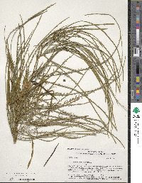 Parkinsonia aculeata image