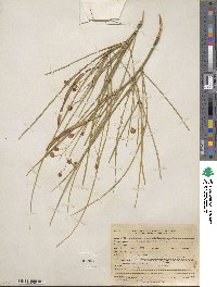 Parkinsonia aculeata image