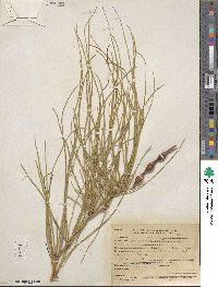 Parkinsonia aculeata image