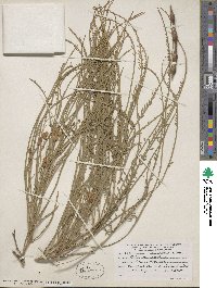 Parkinsonia aculeata image