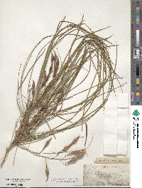 Parkinsonia aculeata image