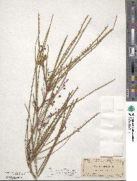 Parkinsonia aculeata image